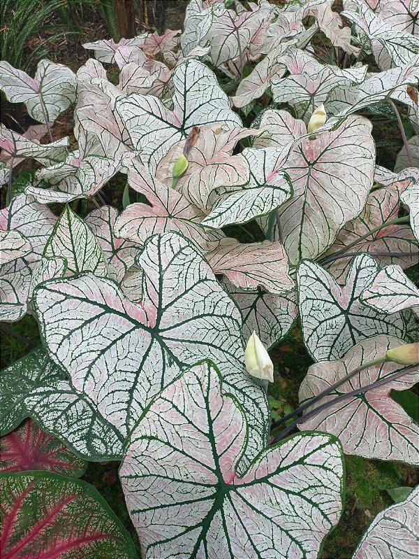 Caladium 1