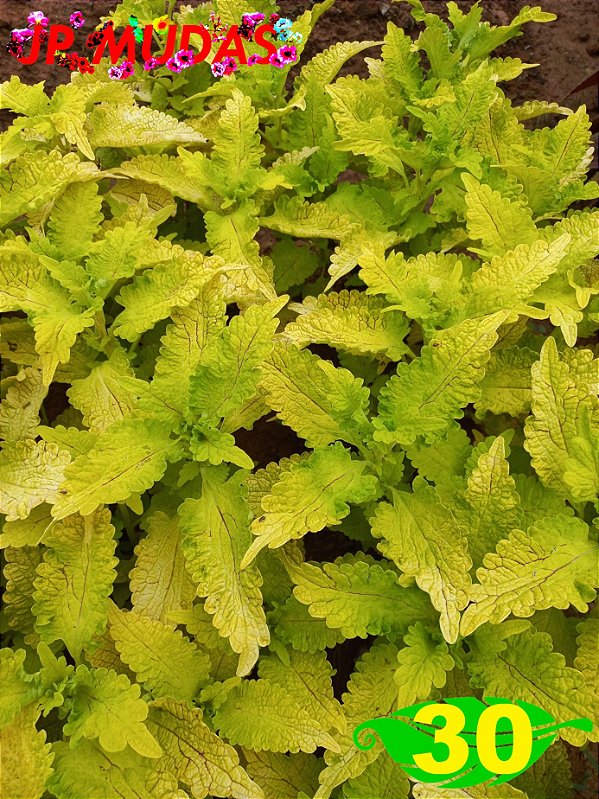 Coleus 30