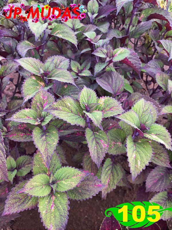 Coleus 105
