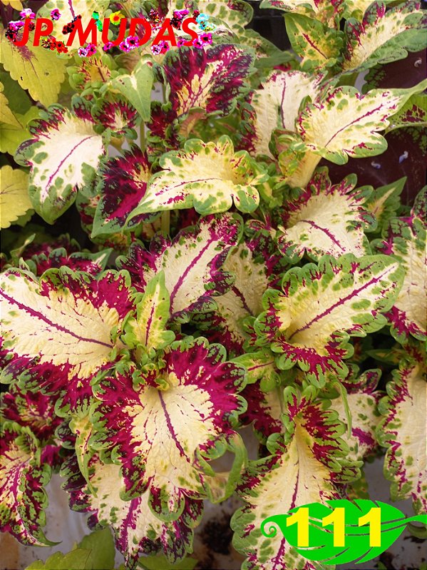 Coleus 111