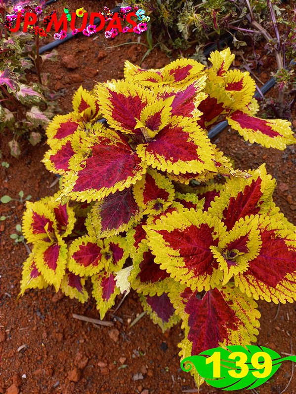 Coleus 139