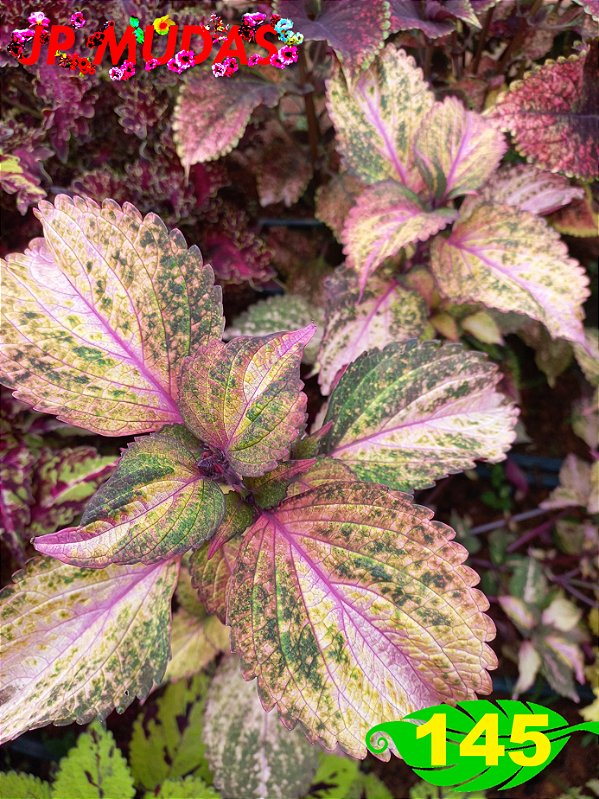 Coleus 145