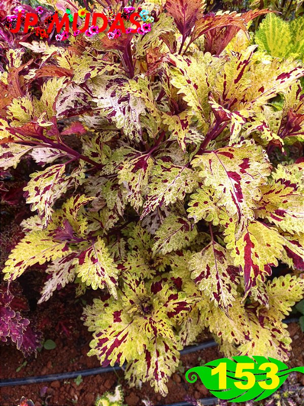 Coleus 153