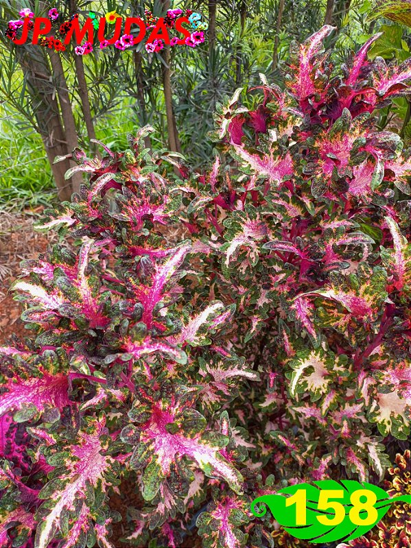 Coleus 158
