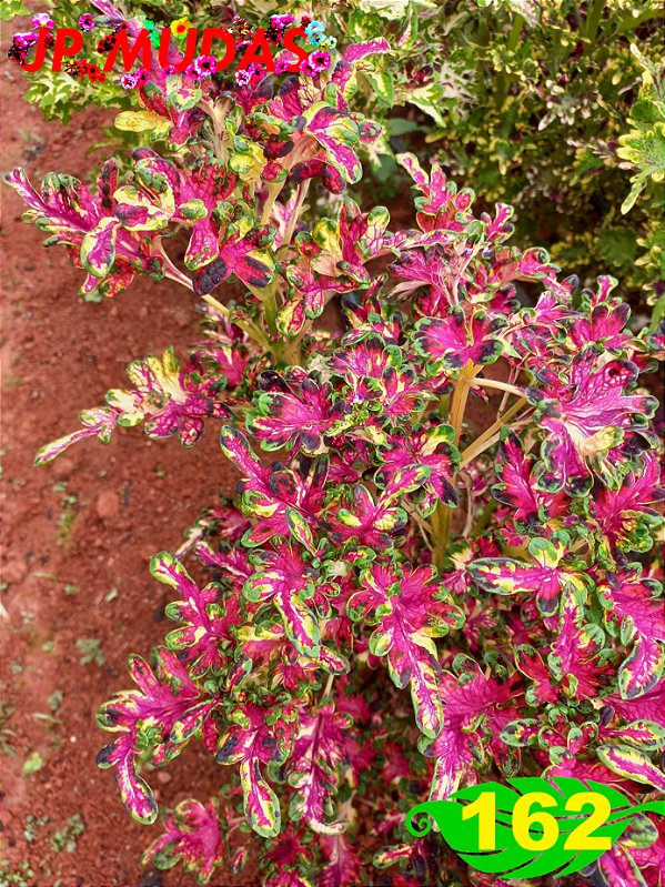 Coleus 162