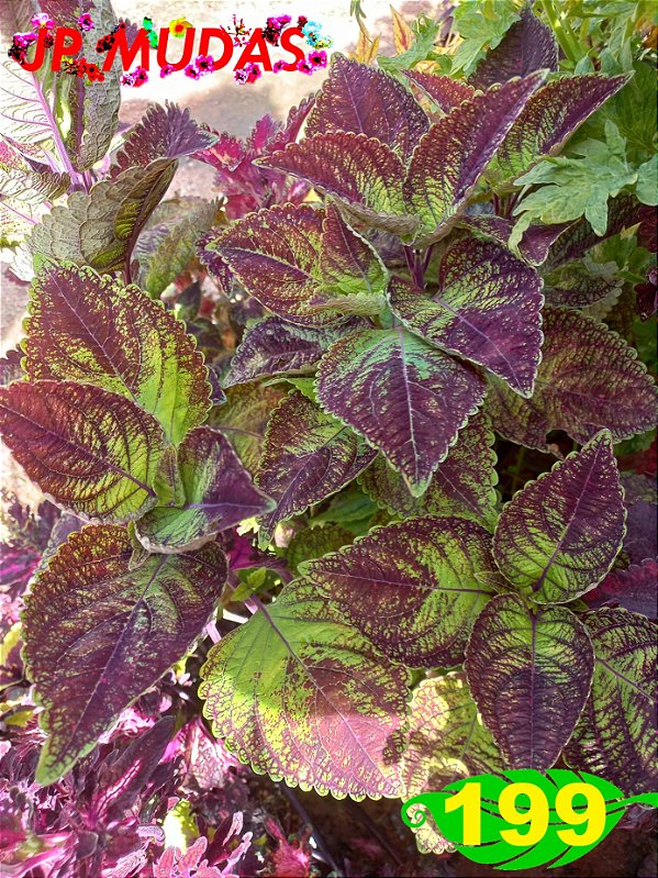 Coleus 199