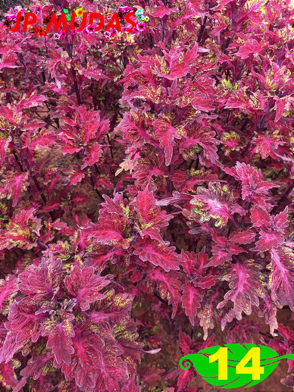 coleus 14