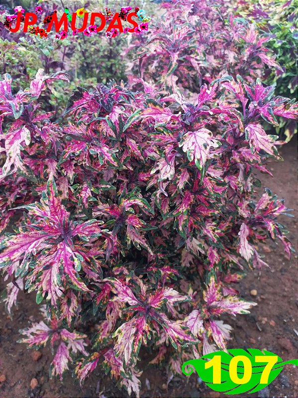 coleus 107