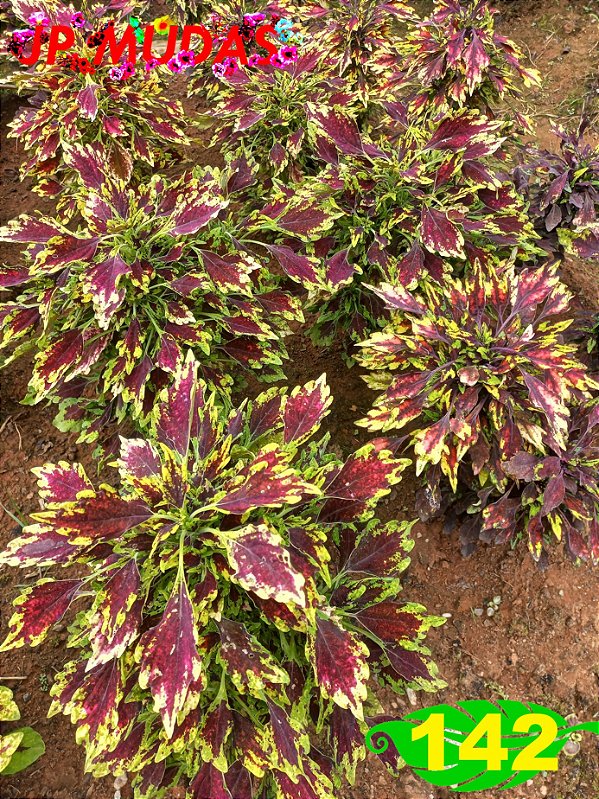 coleus 142