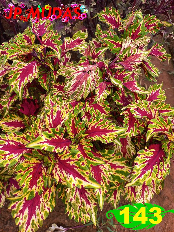 coleus 143