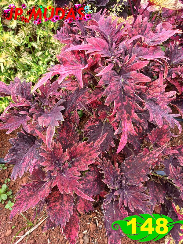 coleus 148
