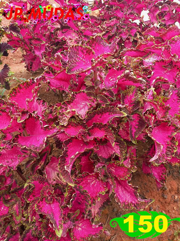 coleus 150