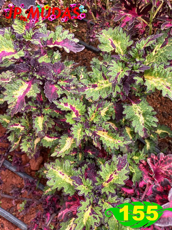 coleus 155