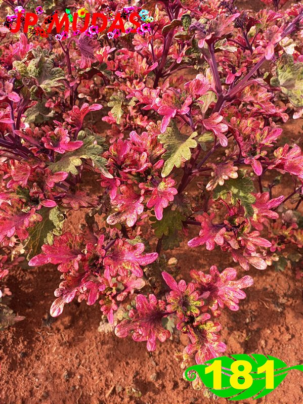 coleus 181
