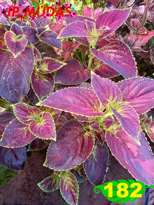 coleus 182