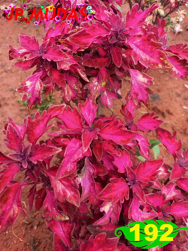 Coleus 192
