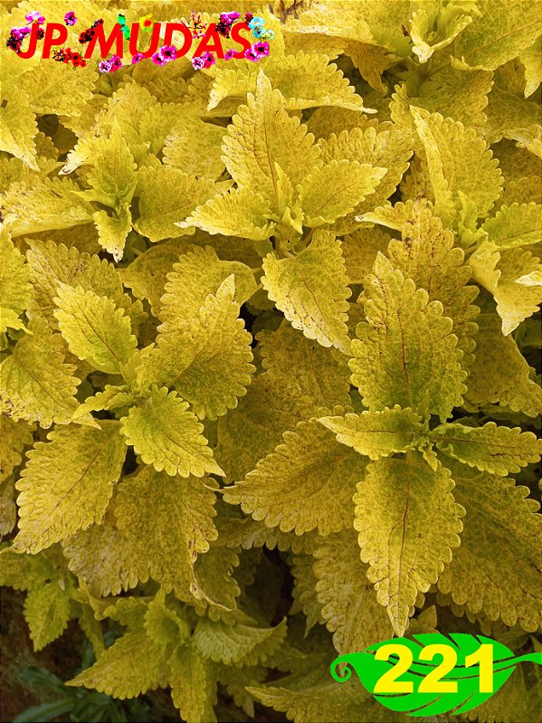 Coleus 221