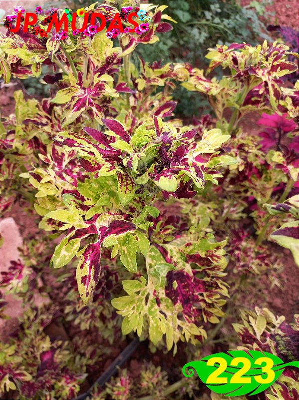 Coleus 223