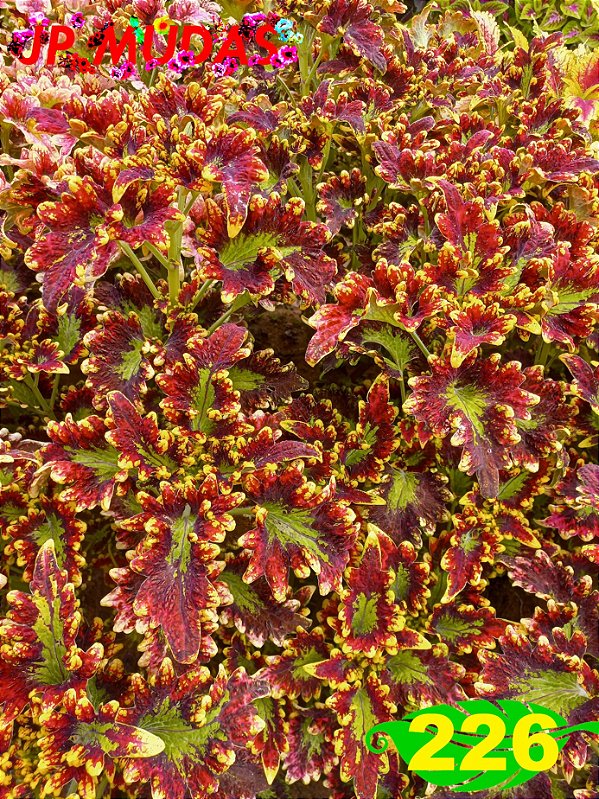 Coleus 226
