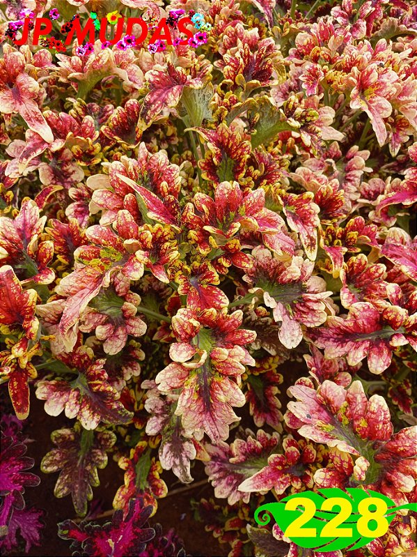 Coleus 228