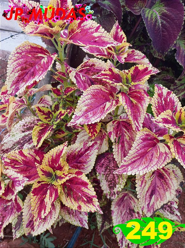 Coleus 249