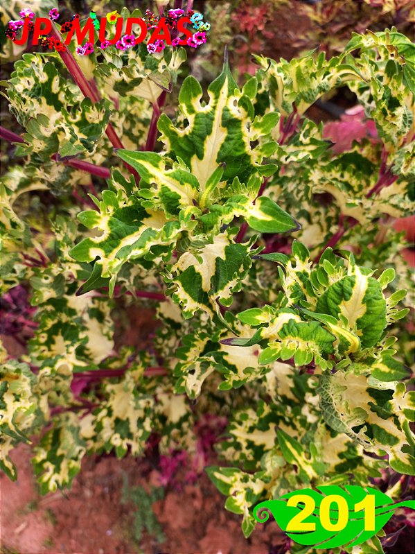Coleus 201