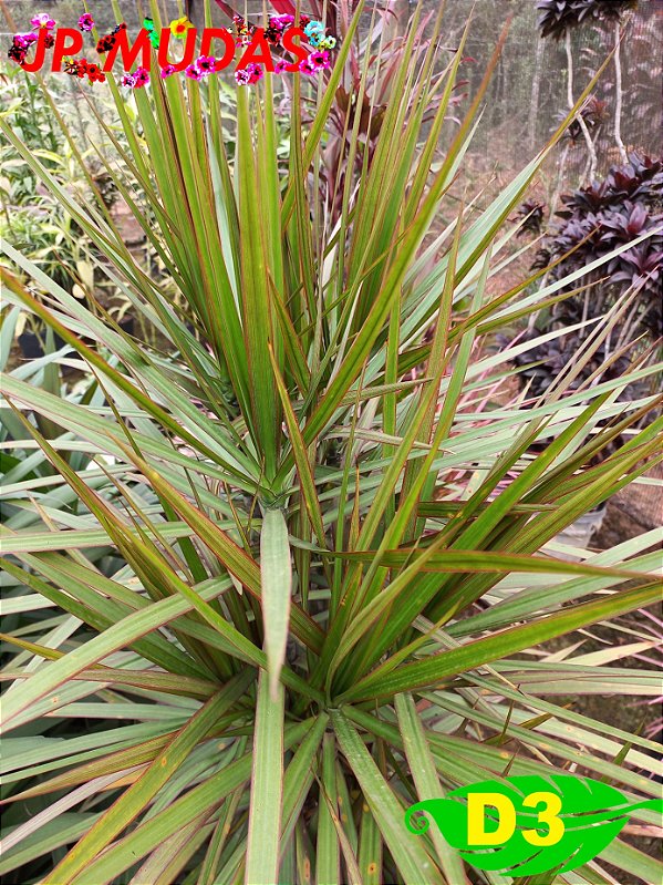 dracena bicolor