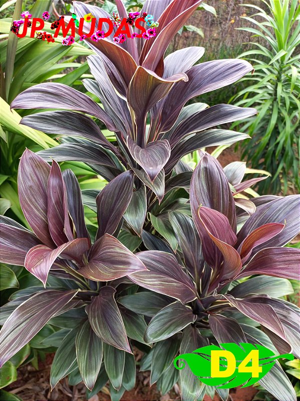 dracena compacta roxo e branco