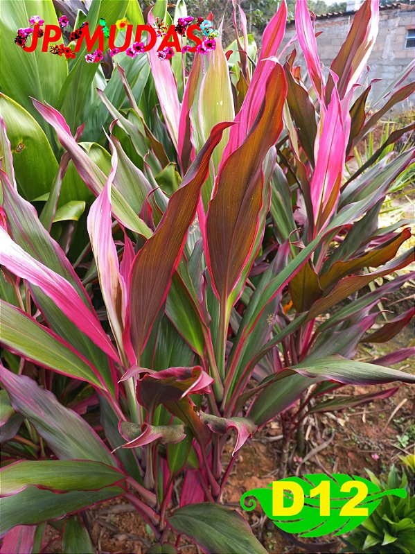 dracena pena de indio de folha larga