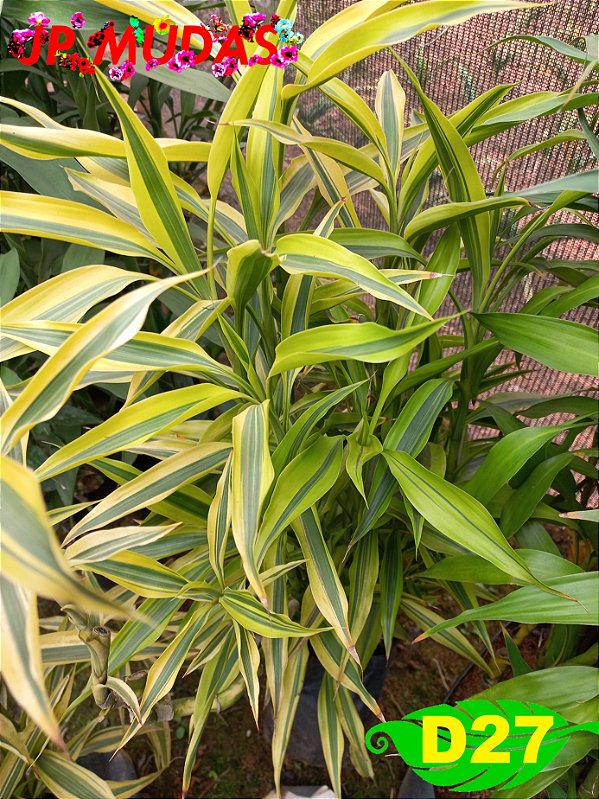 dracena sanderiana bambu da sorte verde e amarelo