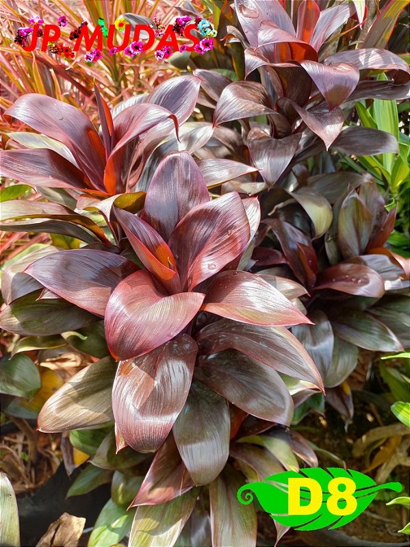 dracena compacta roxa