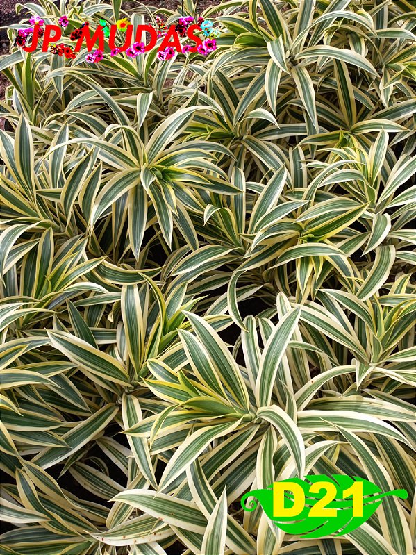dracena pleomele variegata