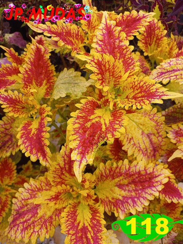 coleus 118