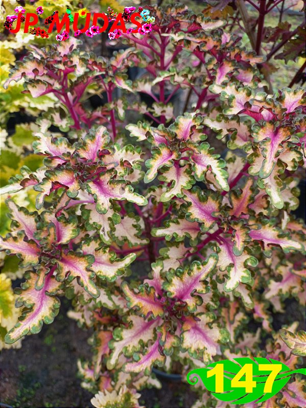 coleus 147