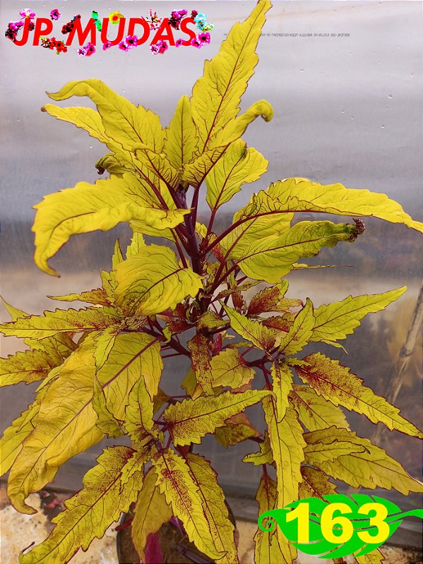 coleus 163
