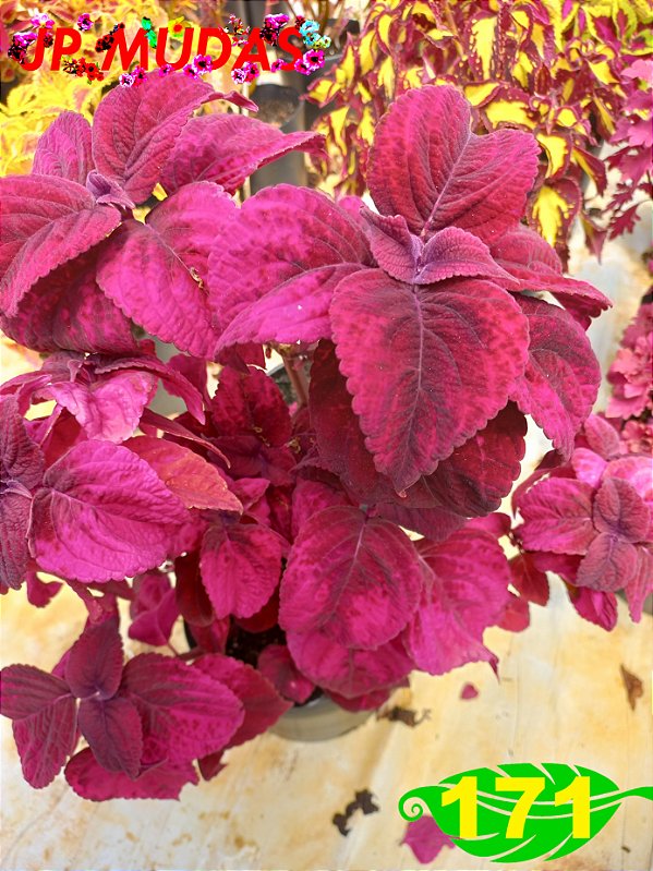 coleus 171