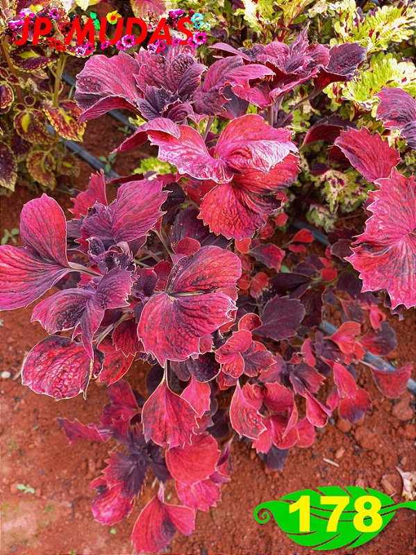 coleus 178