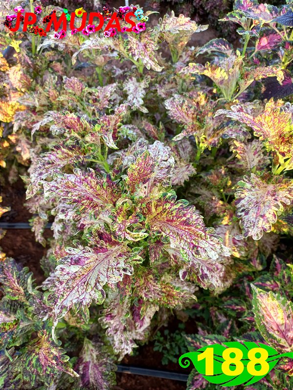 coleus 188