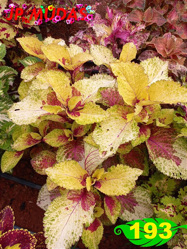 coleus 193