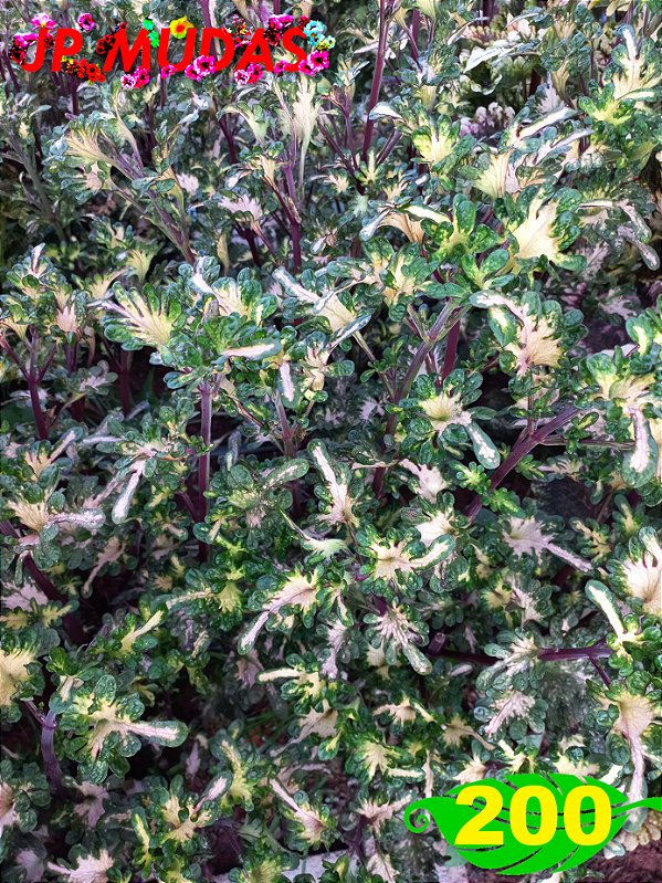 coleus 200
