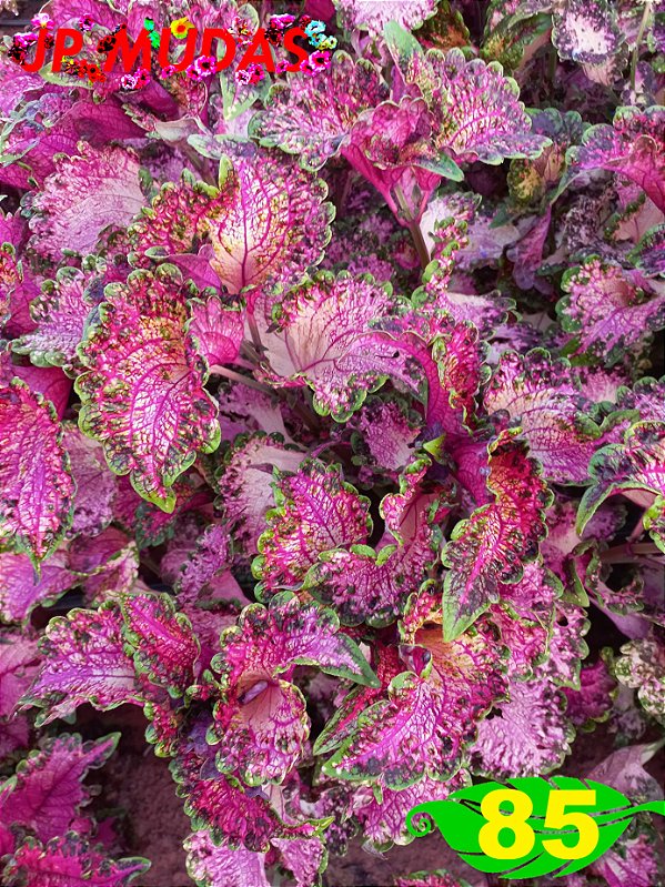 coleus 85