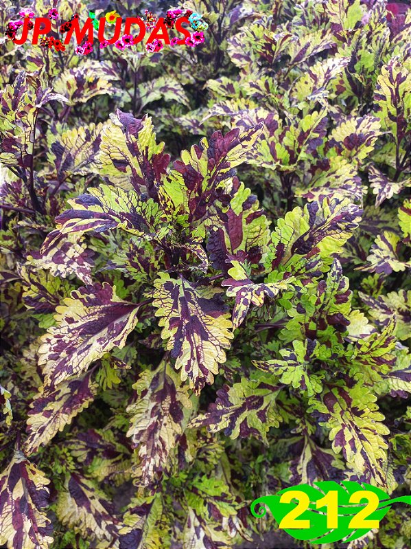 coleus 212