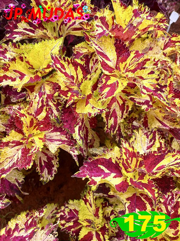 coleus 175