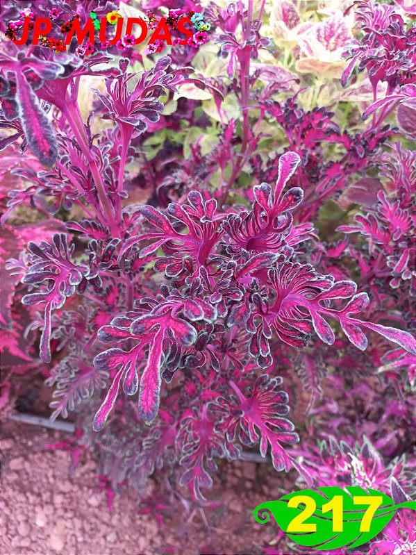 Coleus 217