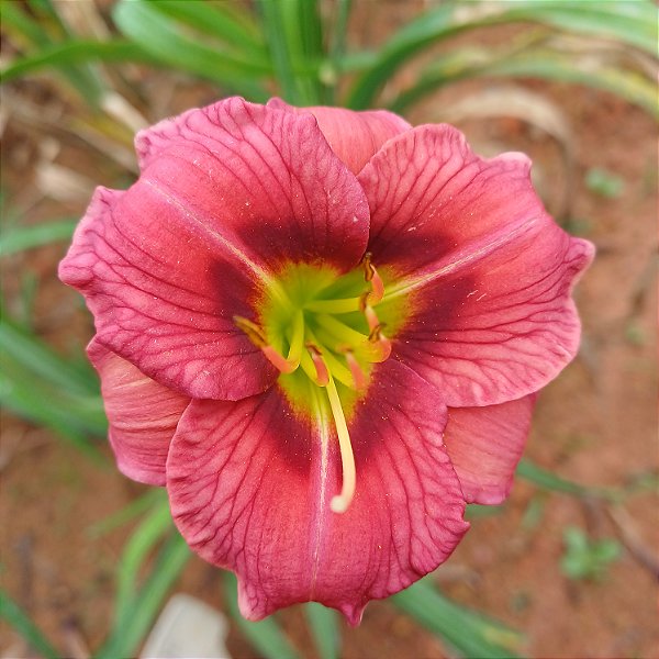 Lírio são José L18