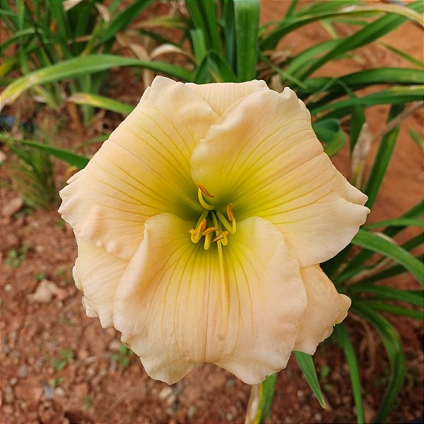 Lírio são José L34