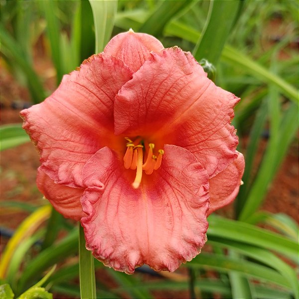 Lírio são José L47