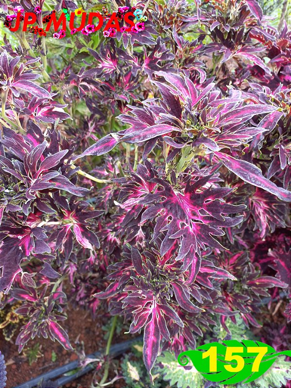 Coleus 157