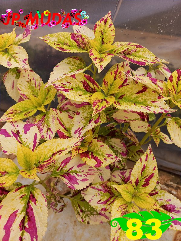 Coleus 83