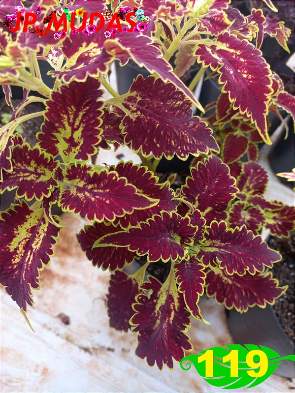 Coleus 119